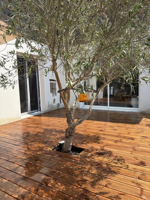 Terrasse bois avec olivier, aménagement extérieur